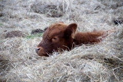 cow-1119301