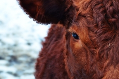 cow-174822_960_720