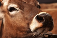 cow-2216918__340