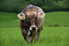 cow-2273550__340